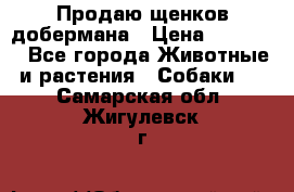 Продаю щенков добермана › Цена ­ 45 000 - Все города Животные и растения » Собаки   . Самарская обл.,Жигулевск г.